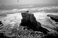 Gannet Colony Stack by Ted Scott