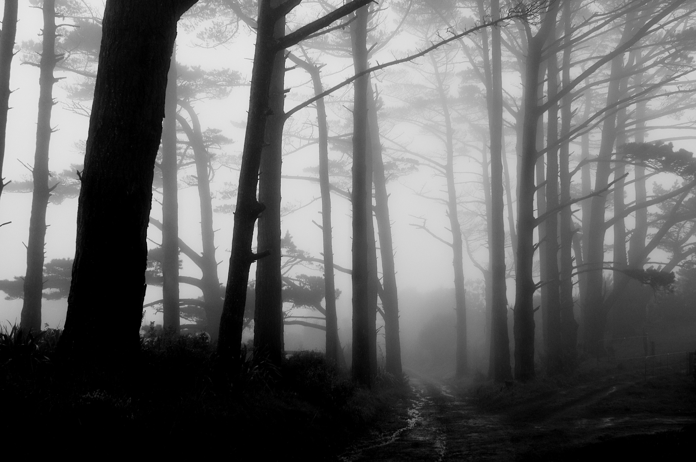 Gloomy Day, Farm Road by Ted Scott