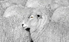 Merino Flock Portrait by Ted Scott