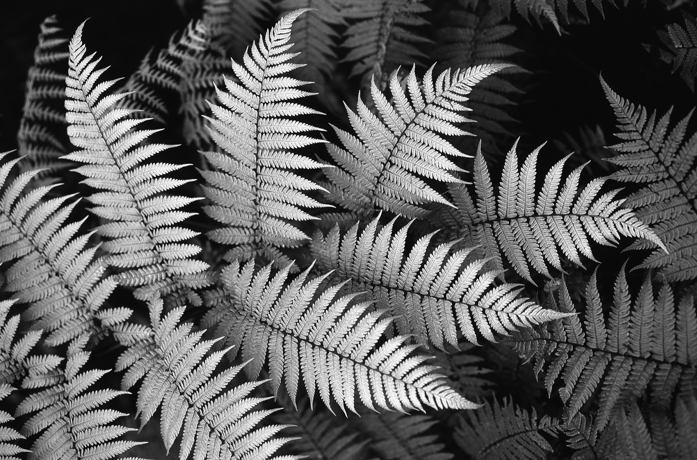 Silver Fern Fronds by Ted Scott