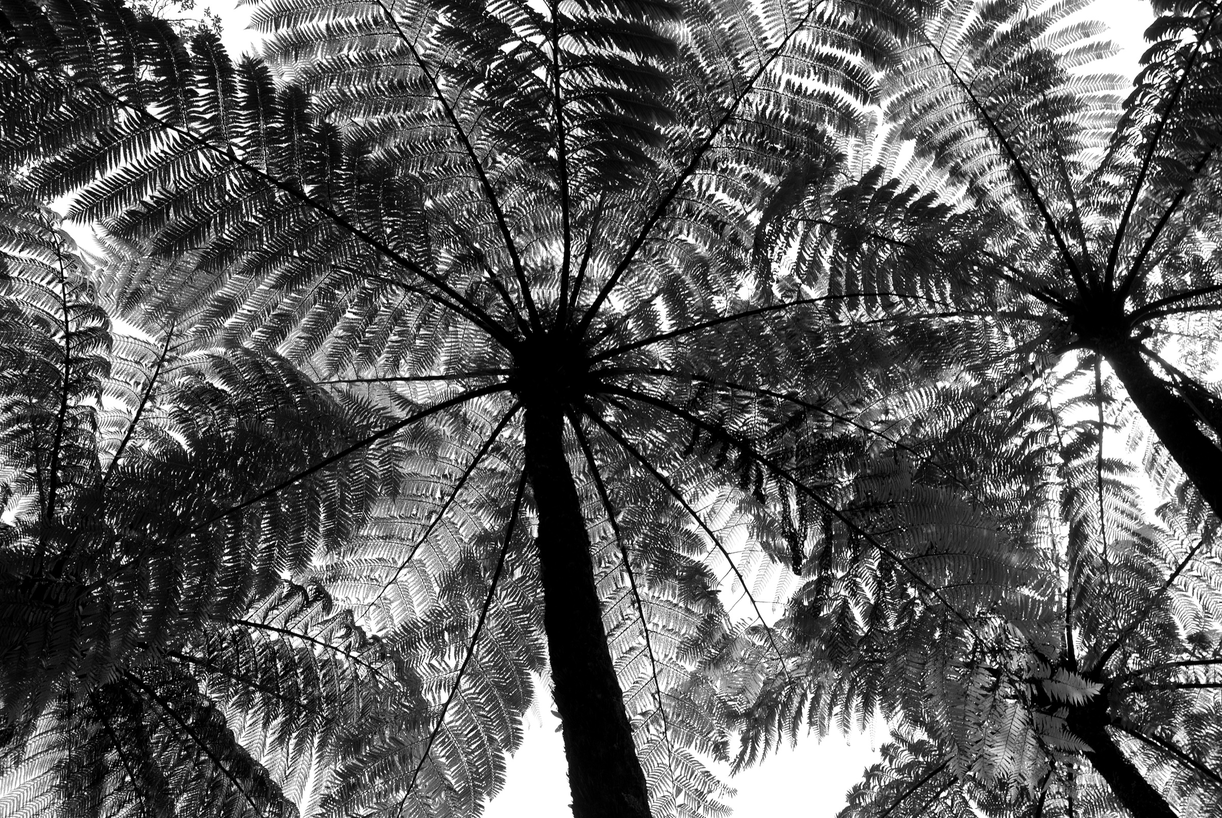 Tree Ferns, 2009 by Ted Scott