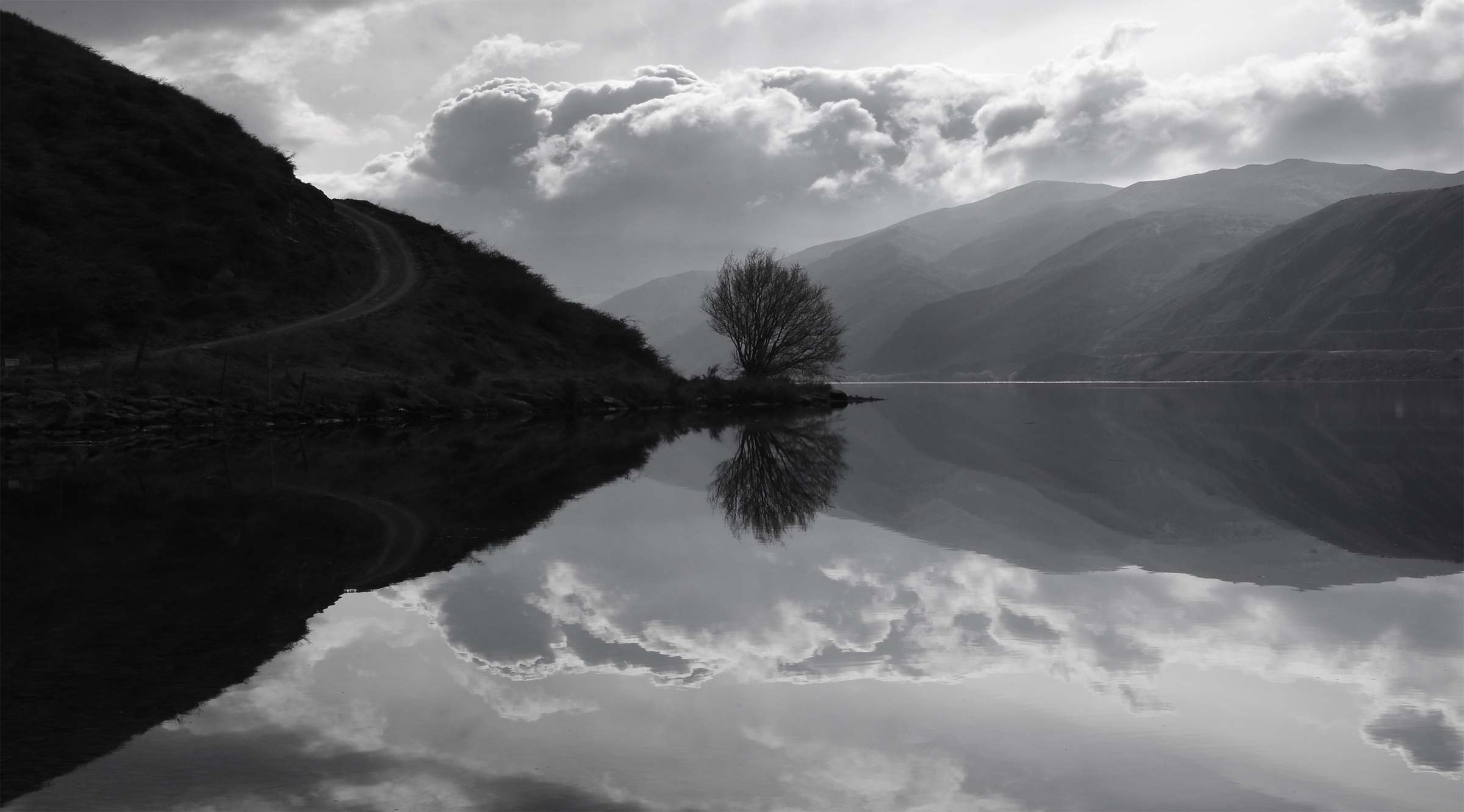 Willow, Clyde Dam by Ted Scott