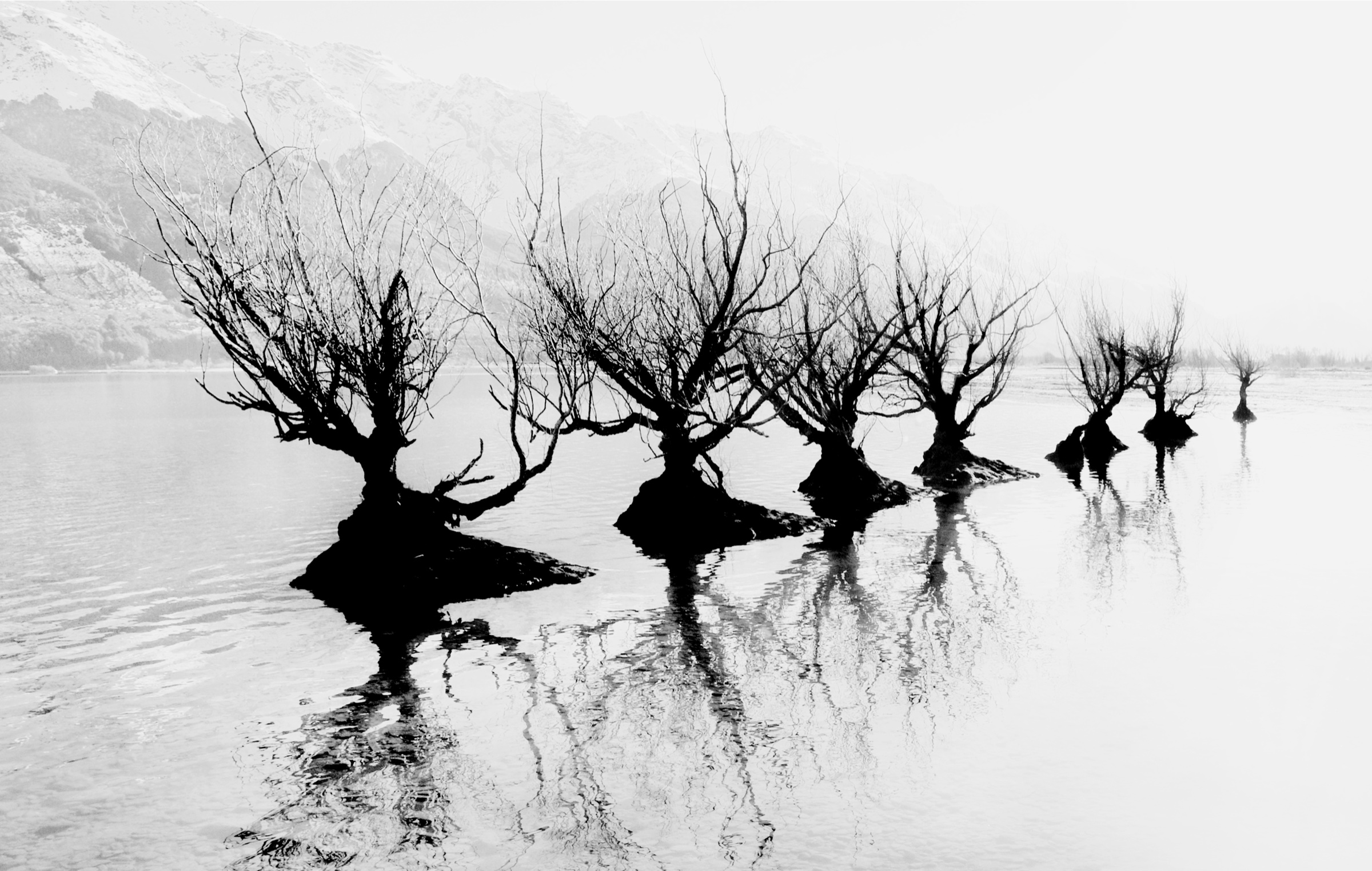 Willows, Glenorchy, 2012 by Ted Scott